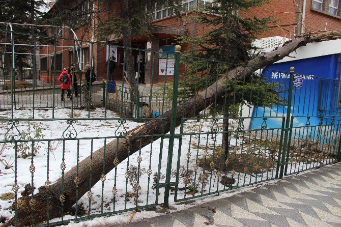 Eskişehir’de Bir Okul Bahçesindeki Ağaç Devrildi