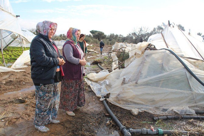 Seraları Vuran Kar Ürünlerin Yüzde 80’ine Zarar Verdi