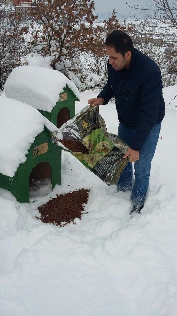 İzmit’te Sahipsiz Hayvanlara Mama Desteği