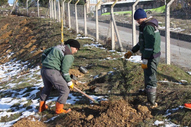 Su Depoların Çevresine 10 Bin Ağaç Dikiliyor