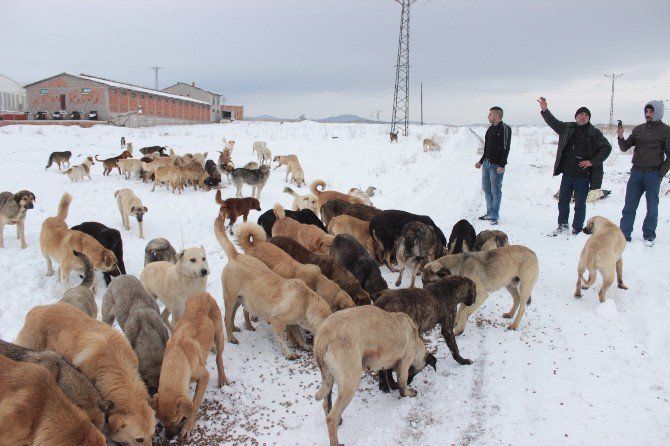 Tavşanlı’da Köpeklerin Soğuktan Ve Açlıktan Öldüğü İddiası