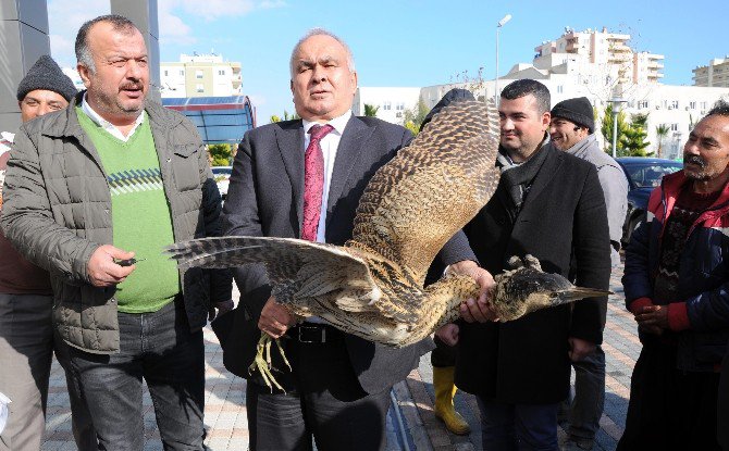 Soğuğa Dayanamayan Göçmen Kuşa Şefkat Eli