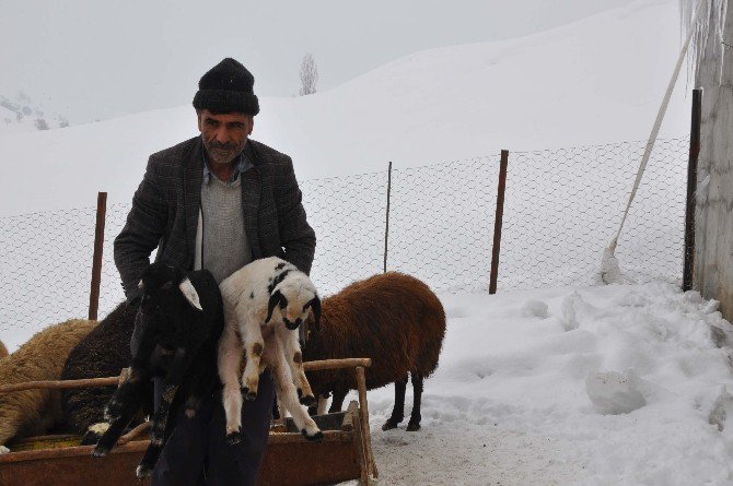 Erken Doğan Kuzular Yüzleri Güldürdü