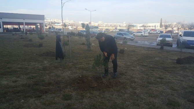 Tekirdağ Kamu Hastaneleri Birliği 650 Fidan Dikti