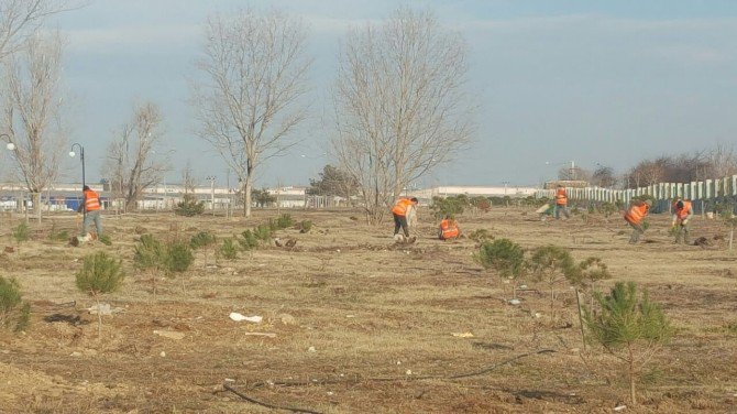 Tekirdağ Kamu Hastaneleri Birliği 650 Fidan Dikti