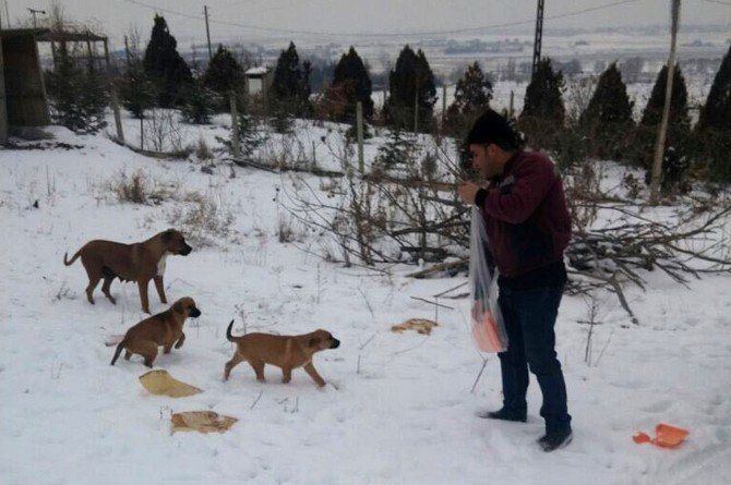 Tepebaşı’nda Sokak Hayvanları Unutulmuyor