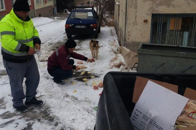 Tepebaşı’nda Sokak Hayvanları Unutulmuyor