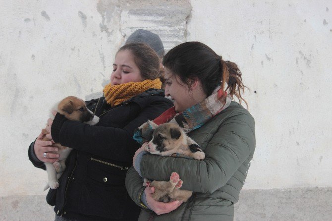 Tavşanlı’da Köpeklerin Soğuktan Ve Açlıktan Öldüğü İddiası