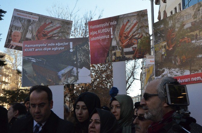 Odunpazarı’nda Asırlık Ağaçların Katledildiği İddiası