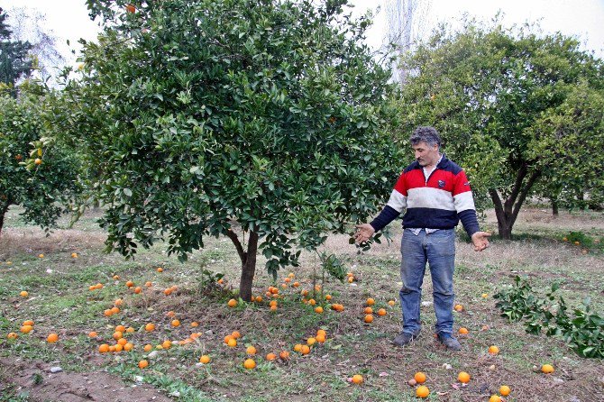 Kışın Vazgeçilmezi Portakalı Don Vurdu