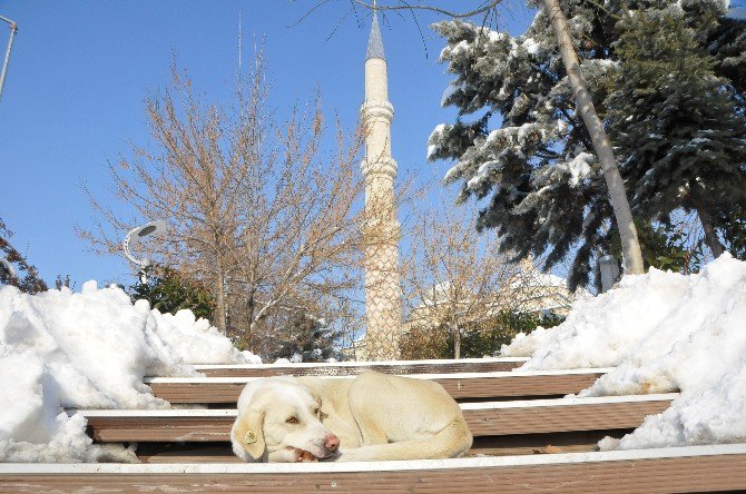 Edirne’de Güneş Kendini Gösterdi