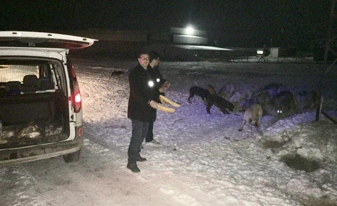 Zabıta Ekiplerinden Sokak Hayvanlarına Yiyecek Desteği