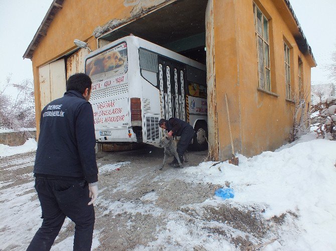 Malazgirt’te Sokak Köpekleri Kısırlaştırılıyor