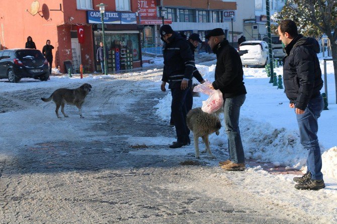 Marmaraereğlisi’nde Karla Mücadelede Sokak Hayvanları Unutulmadı