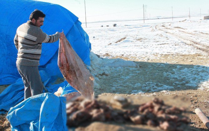 500 Kuzusu Ölen Adam Yardım Bekliyor