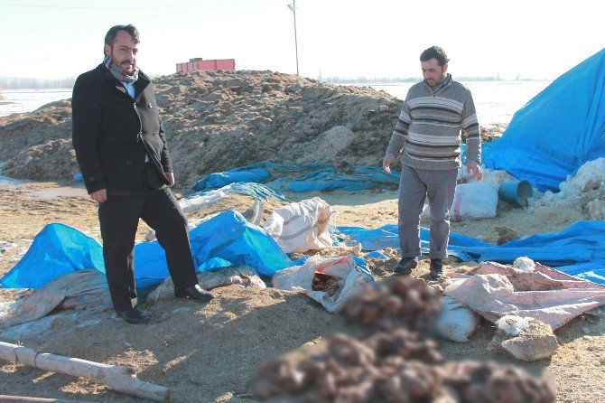 500 Kuzusu Ölen Adam Yardım Bekliyor