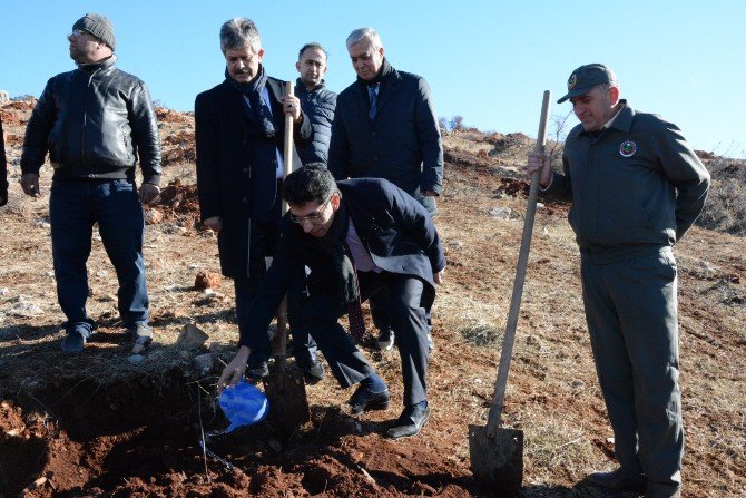 30 Bin Adet Fıstık Fidanı Toprakla Buluştu