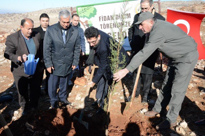 30 Bin Adet Fıstık Fidanı Toprakla Buluştu