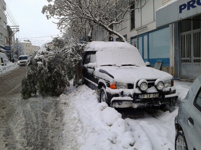 Çam Ağacı Aracın Üzerine Devrildi