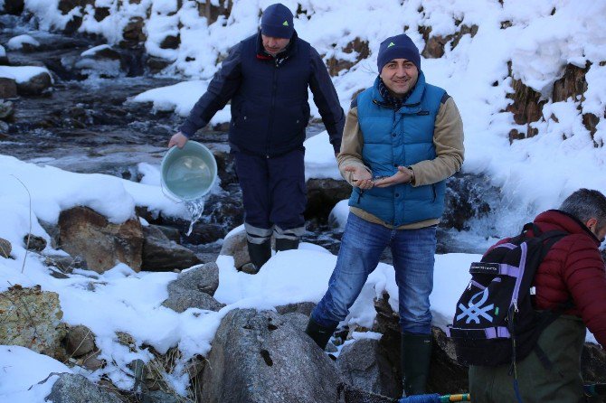 Rize Alabalığı Markalandıktan 200 Gün Sonra Kendini Gösterdi