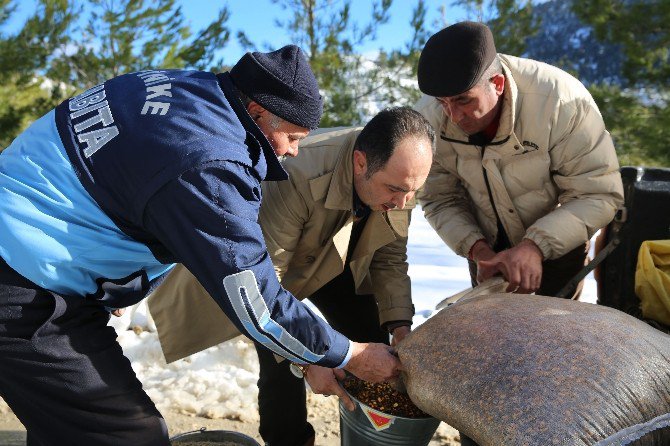 Finike Belediye Başkanı Kış Şartlarında Yiyecek Bulmakta Zorlanan Vahşi Hayvanların Geçiş Güzergahlarına Yem Bıraktı.