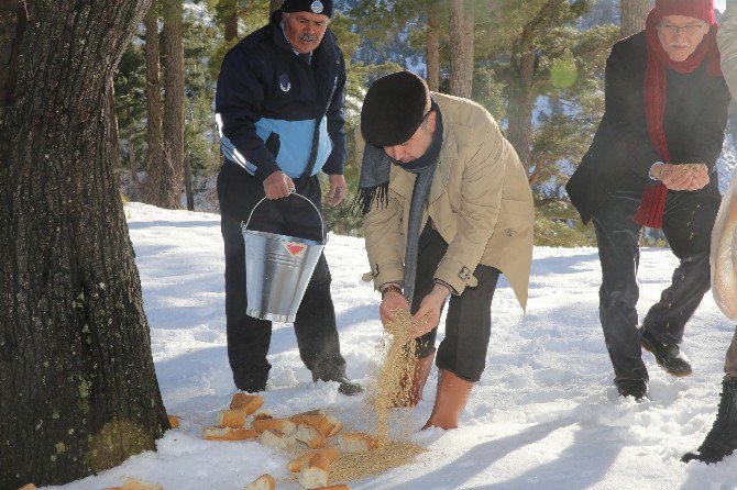 Finike Belediye Başkanı Kış Şartlarında Yiyecek Bulmakta Zorlanan Vahşi Hayvanların Geçiş Güzergahlarına Yem Bıraktı.