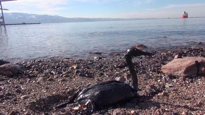 İzmit Körfezi’nde Yakıt Sızıntısı Felaketi