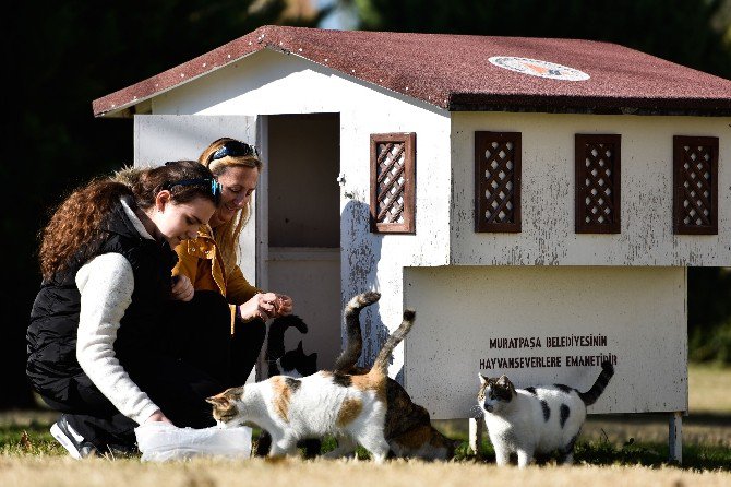 Muratpaşa Belediyesi, 18 Yeni Kedi Evi Yerleştirdi