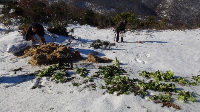 Yaban Hayvanları İçin Doğaya Yem Bırakıldı