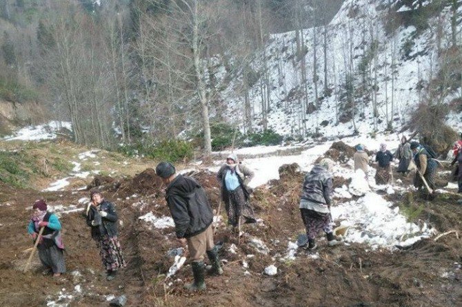 Gölyaka’da Yabanıl Meyveli Tür Ağaçlandırması Yapıldı