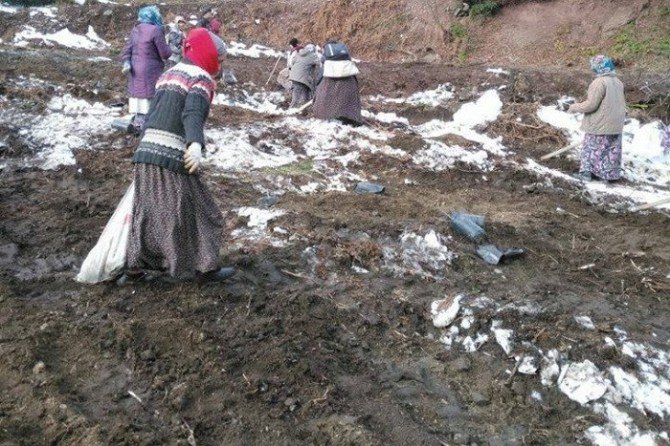 Gölyaka’da Yabanıl Meyveli Tür Ağaçlandırması Yapıldı