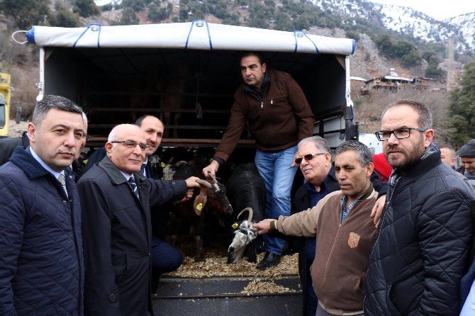 Aladağ’da Kıl Keçisi, Ceviz Ve Elma Fidanı Dağıtıldı