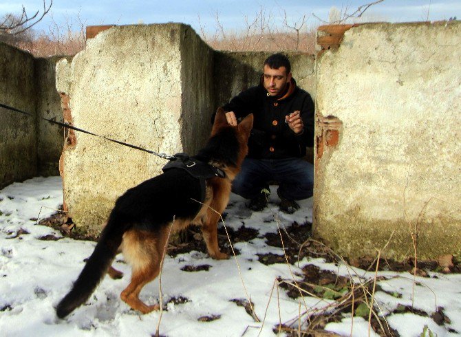 Bu Köpekler Aldıkları Eğitimle Karda Kaybolanları Böyle Buluyor...