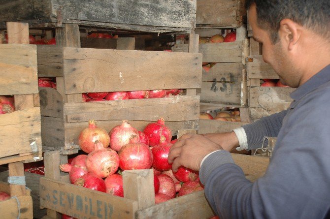 Zivzik Narına Talep Arttı