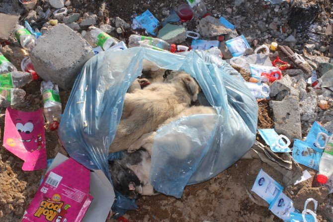 Yavru Köpeklerin Bir Poşete Konulup Telef Edildiği İddiası