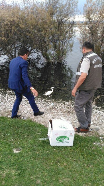 Yabani Kuşlar Tedavi Edildikten Sonra Doğaya Bırakılıyor