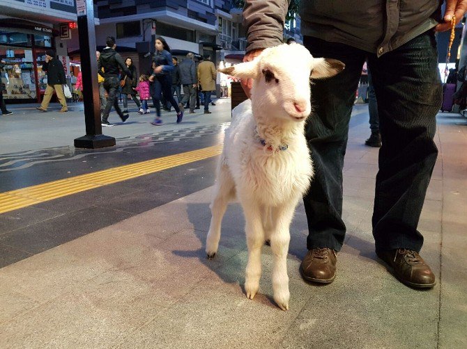 Kuzusunu Bez Bağlayarak Sokakta Dolaştırıyor