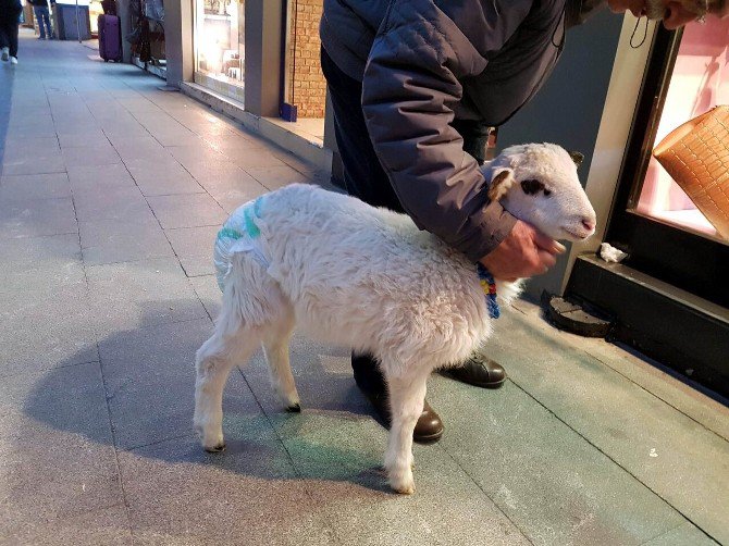 Kuzusunu Bez Bağlayarak Sokakta Dolaştırıyor