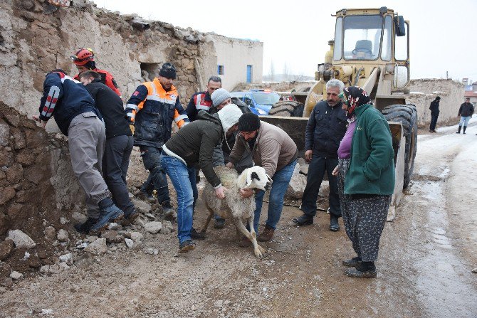 Aksaray’da Mandıra Çöktü