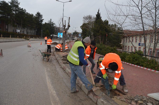 Yüzlerce Ağaç Fidanı Toprakla Buluştu