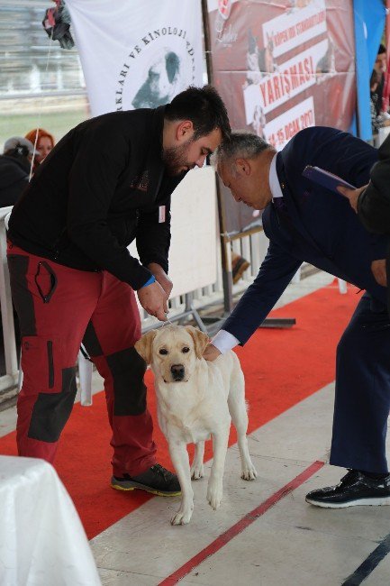 Gaziemir’de Köpek Irkları Yarışması