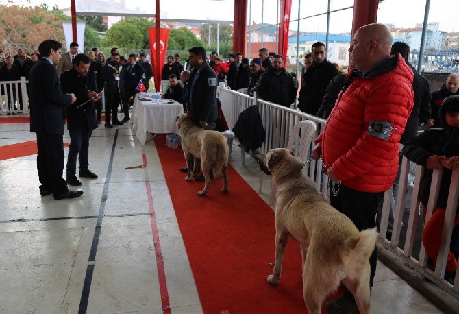 Gaziemir’de Köpek Irkları Yarışması