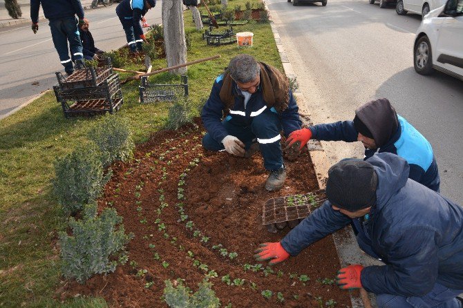 Kilis Belediyesi Tarafın 2017 Park Bahçe Yılı İlan Edildi