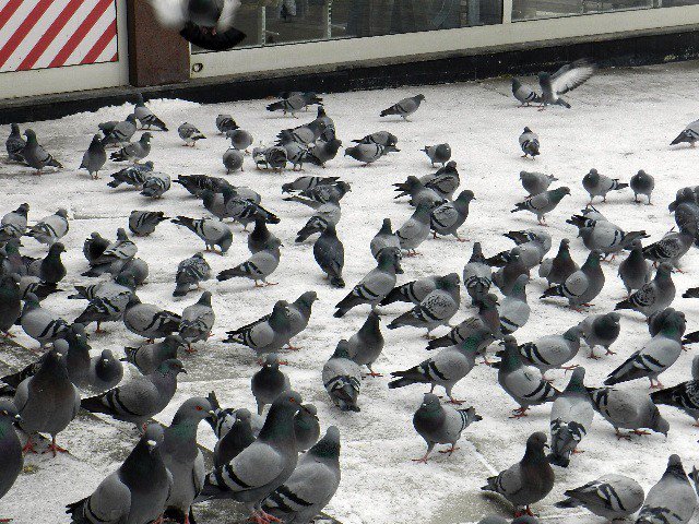 Dondurucu Soğuklarda Güvercinlere Sahip Çıktı