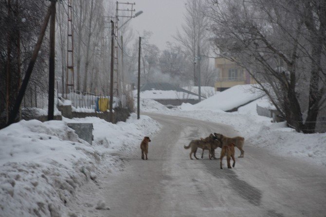 Sürü Halinde Gezen Köpekler Vatandaşı Tedirgin Ediyor