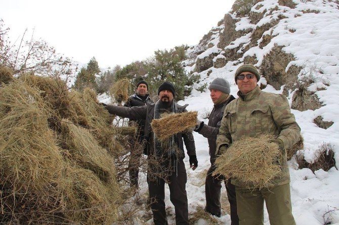 Yaban Keçiler İçin Dağlara Ot Bıraktılar