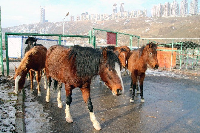 Ankara’da Atlar Firarda