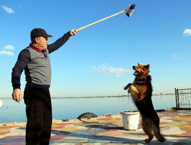 Yerleri Süpüren Köpek Herkesi Şaşırtıyor