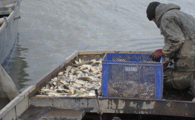 Elazığ’da 200 Kilogram Kaçak Balık Yakalandı