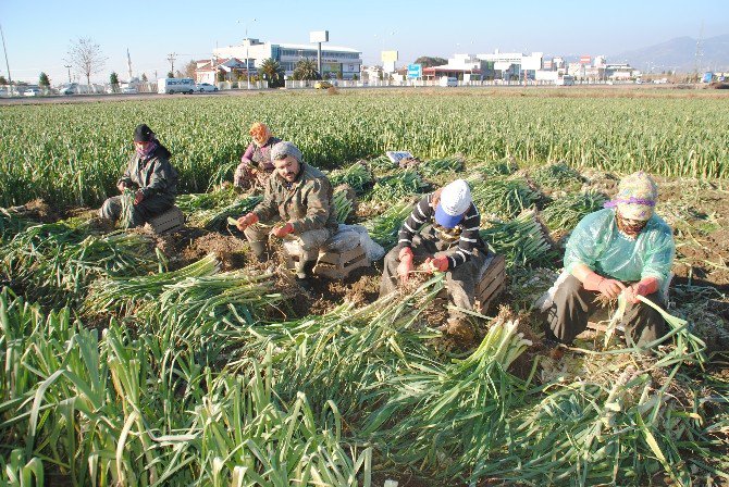 Pırasa Üreticileri Soğuğa Aldırmadan Hasada Devam Ediyor